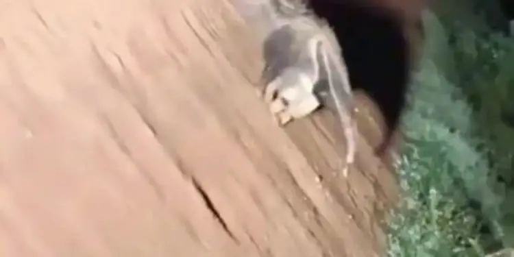 Tamanduá-bandeira surpreende e afasta onça-pintada em raro confronto no Pantanal de MT