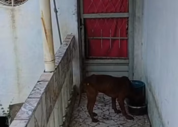 Cão estava em ambiente precário sem agua e alimentação. — Foto: Divulgação/Prefeitura de Barra Mansa