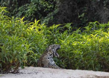 Onça-pintada descansa as margens do rio São Lourenço observada por turistas no Parque Estadual do Encontro das Águas, próximo a Porto Jofre, em junho de 2021. Crédito: Lalo de Almeida/Folhapress
