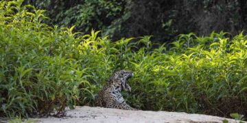 Onça-pintada descansa as margens do rio São Lourenço observada por turistas no Parque Estadual do Encontro das Águas, próximo a Porto Jofre, em junho de 2021. Crédito: Lalo de Almeida/Folhapress