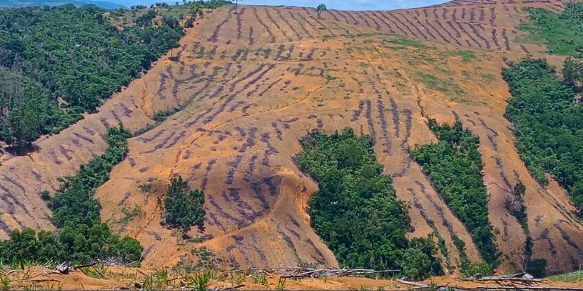 Colatina: fiscalização ambiental flagra desmatamento de vegetação nativa - Foto: Polícia Ambiental 