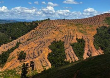 Colatina: fiscalização ambiental flagra desmatamento de vegetação nativa - Foto: Polícia Ambiental