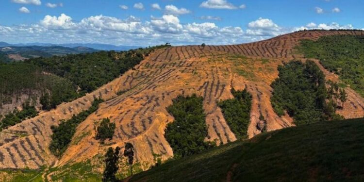 Colatina: fiscalização ambiental flagra desmatamento de vegetação nativa - Foto: Polícia Ambiental