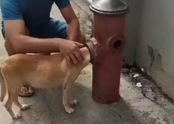 Bombeiros resgatam cadela presa em hidrante em Cariacica - Foto: Rede Social
