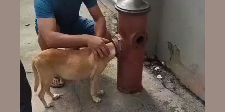 Bombeiros resgatam cadela presa em hidrante em Cariacica - Foto: Rede Social