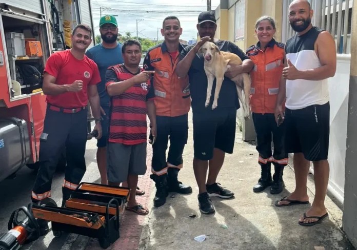 Bombeiros resgatam cadela presa em hidrante em Cariacica - Foto: Rede Social 