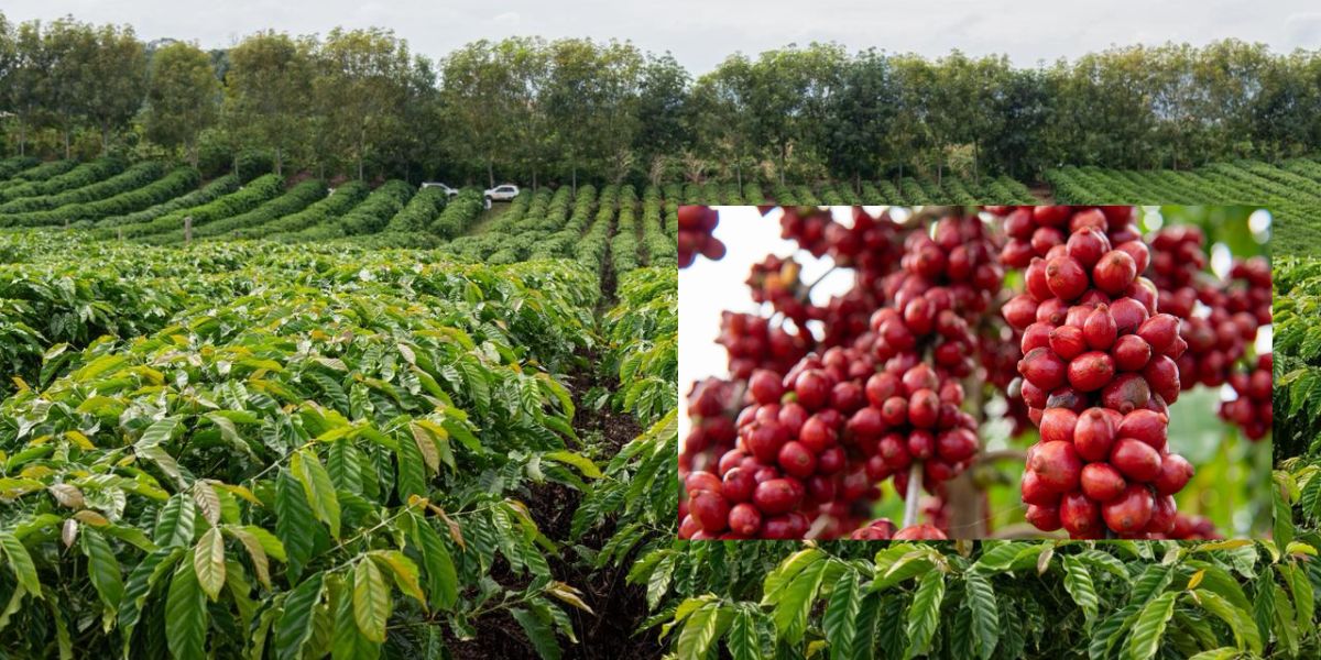 Cooperados da Cooabriel somam mais de R$2,2 milhões em premiação por cafés sustentáveis - Foto: Divulgação