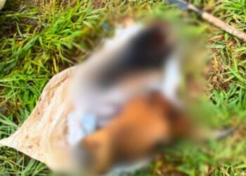 Fazendeiro encontra cabeças de gado decepadas em Colatina - Foto: Reprodução
