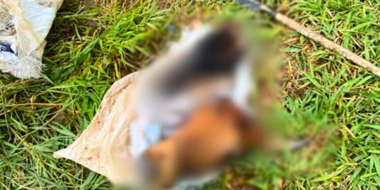 Fazendeiro encontra cabeças de gado decepadas em Colatina - Foto: Reprodução
