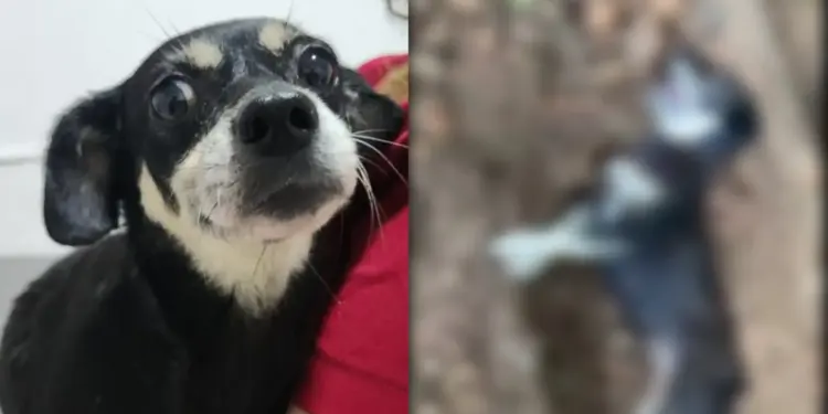 Bonnie, cadela enterrada viva e resgatada em SC, encontra novo lar e espera cinco filhotes