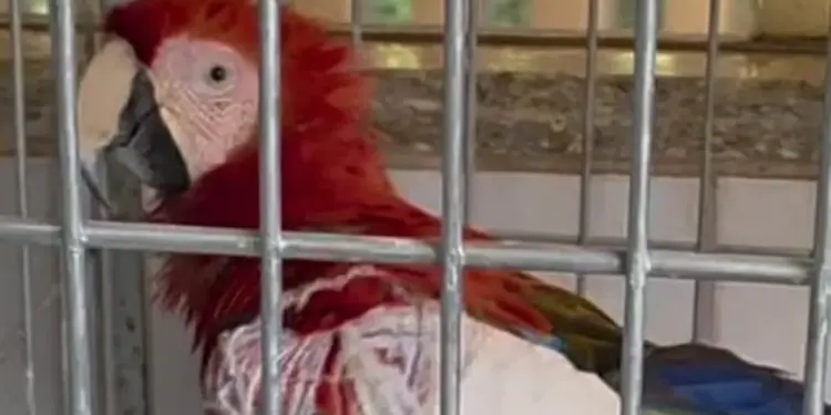 Arara Vermelha Ferida é Resgatada de Bueiro na BR-364 em Rondônia Após Alerta de Motorista