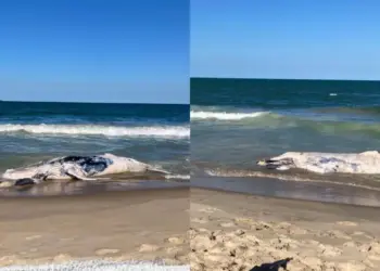 Filhote de Baleia-Jubarte de 8 Metros é Encontrado Morto Encalhado em Praia de Santa Catarina; Entenda os Riscos