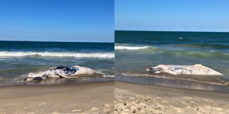 Filhote de Baleia-Jubarte de 8 Metros é Encontrado Morto Encalhado em Praia de Santa Catarina; Entenda os Riscos
