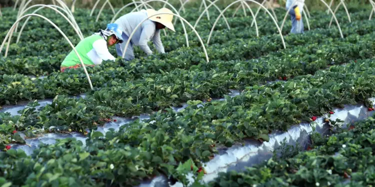 Canal Gov lança ‘Campo da Gente’ para celebrar o protagonismo da agricultura familiar
