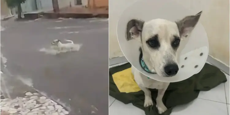 Cachorro Resgatado em Enchente no Ceará Recebe Nome e Está Perto de Ser Adotado Após Viralizar