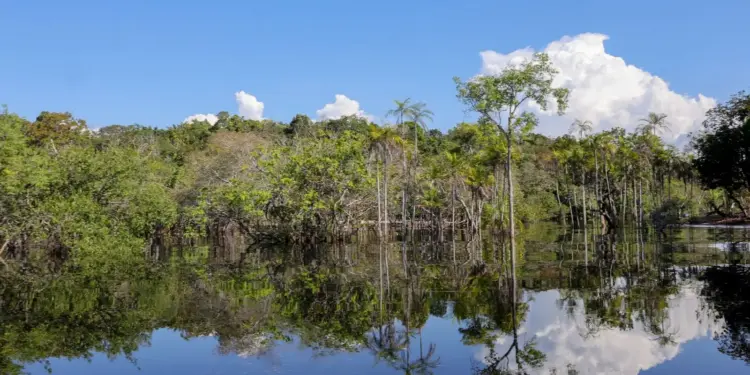 Governo mobiliza R$ 179 bilhões desde 2023 para transição ecológica; entenda de onde vêm os recursos e como serão usados