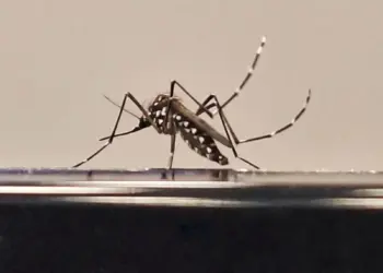 Alerta em Minas Gerais: 6 mortes e mais de 8 mil casos de dengue confirmados; chikungunya também avança