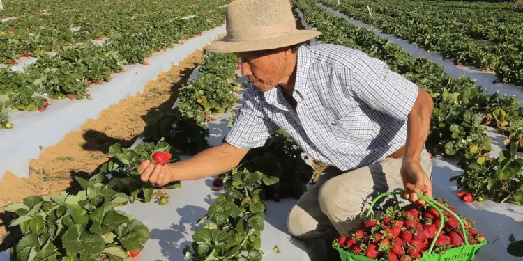 Garantia-Safra 2024-2025: pagamento de R$ 1,2 mil começa em março para 685 mil agricultores do Amazonas, Nordeste e Norte de MG