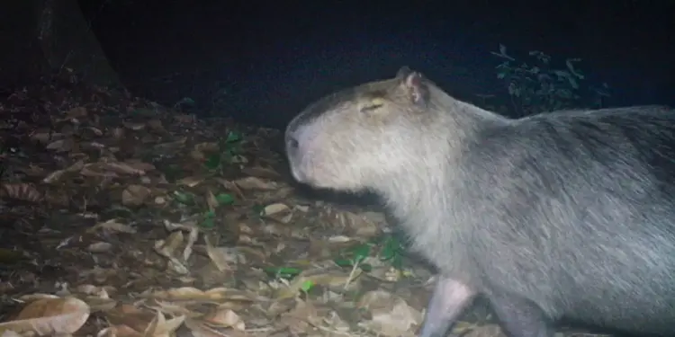 Capivara é atacada na orla do Quebra Coco, Ilha do Governador; seis homens presos e dois adolescentes apreendidos