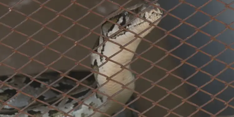 Molécula de Serpente Promete Revolucionar Tratamento Contra Obesidade Sem Efeitos Colaterais