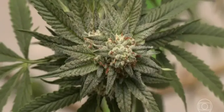 Maconha Dispara no Brasil: Uso de Drogas Ilícitas Cresce 80% em 11 Anos, Revela Pesquisa da Unifesp