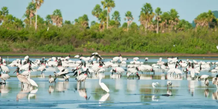 Brasil amplia áreas protegidas no Cerrado mineiro e no Pantanal: entenda as novas UCs que somam 148 mil hectares