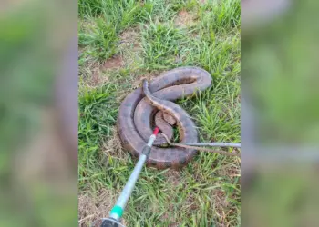 Sucuri de 45kg e 4 metros é a maior encontrada em Uberlândia nos últimos 4 anos; animal é batizado de Péricles