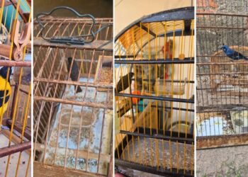 Operação combate maus-tratos e posse irregular de aves silvestres no ES - Fotos: PCES