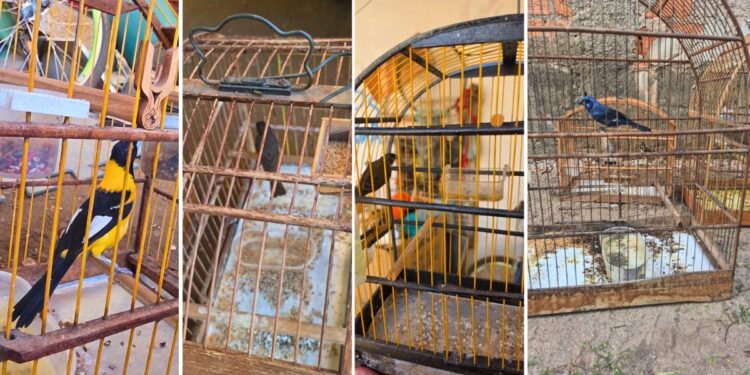 Operação combate maus-tratos e posse irregular de aves silvestres no ES - Fotos: PCES