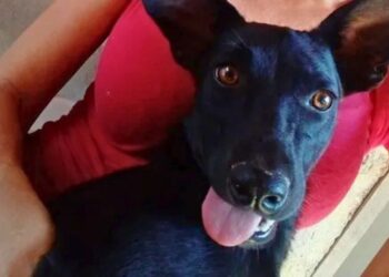 Homem é preso após matar cadela comunitária a tiros em Pancas - Foto: Divulgação/CPI dos Maus- Tratos contra os Animais
