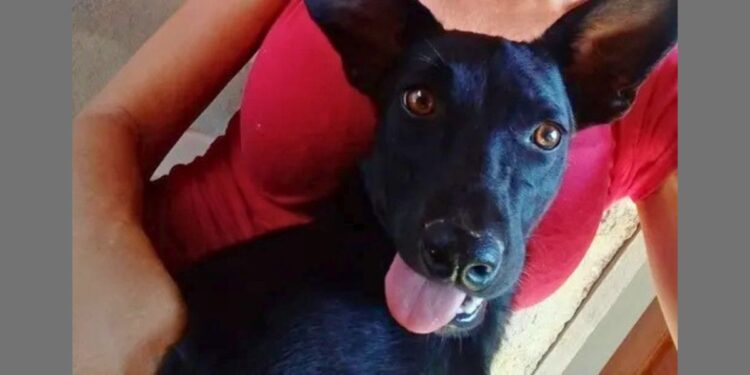 Homem é preso após matar cadela comunitária a tiros em Pancas - Foto: Divulgação/CPI dos Maus- Tratos contra os Animais