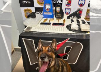 Operação em Pinheiros: cão farejador entrega esconderijo de facção - Foto: PCES