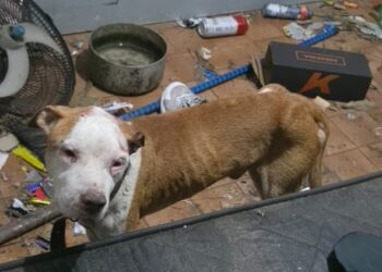 Homem é preso por maus-tratos a cinco cães em Vila Velha - Foto: PCES