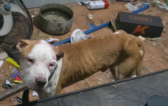Homem é preso por maus-tratos a cinco cães em Vila Velha - Foto: PCES