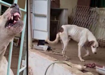 Tutor é identificado após abandono de cães em imóvel vazio em Cariacica - Fotos: PCES