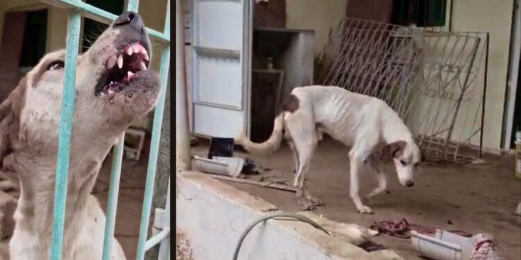 Tutor é identificado após abandono de cães em imóvel vazio em Cariacica - Fotos: PCES