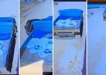 Vídeo flagra momento em que caminhonete passa por cima de cadela em Santa Maria de Jetibá - Foto: Reprodução/ Redes Sociais