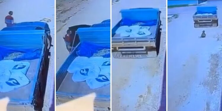 Vídeo flagra momento em que caminhonete passa por cima de cadela em Santa Maria de Jetibá - Foto: Reprodução/ Redes Sociais