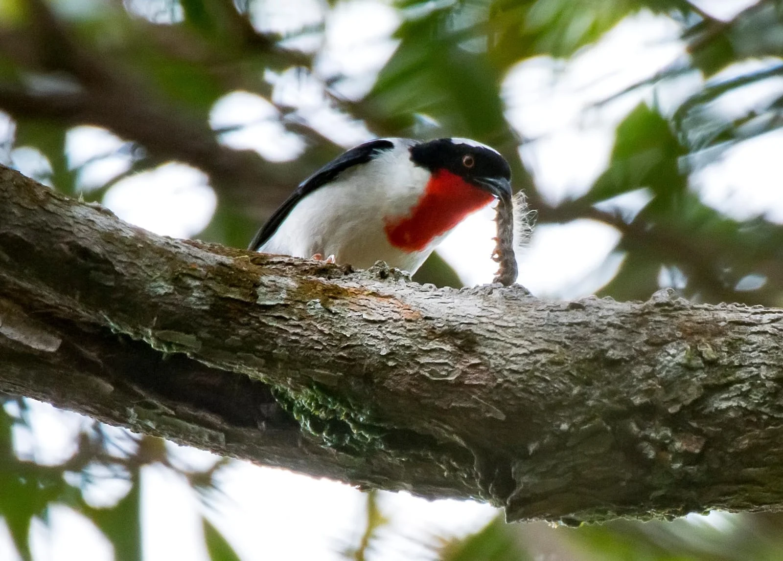 Documentário Corredores: da Pedra Azul ao Forno Grande disponível no Youtube - Foto: Divulgação