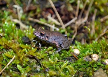 Nova espécie de anfíbio é descoberta no Parque Nacional do Caparaó - Foto: Divulgação
