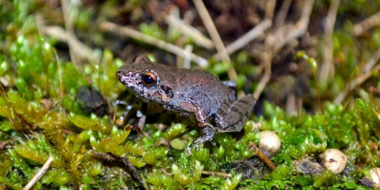 Nova espécie de anfíbio é descoberta no Parque Nacional do Caparaó - Foto: Divulgação