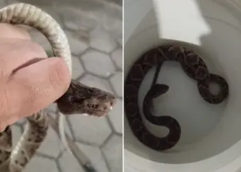 Cobra peçonhenta invade refeitório de escola em Aracruz e mobiliza Bombeiros - Foto: Rede Social