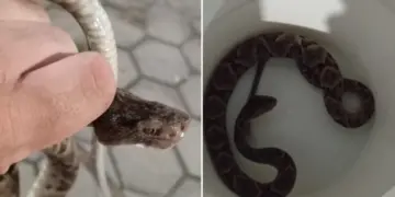 Cobra peçonhenta invade refeitório de escola em Aracruz e mobiliza Bombeiros - Foto: Rede Social