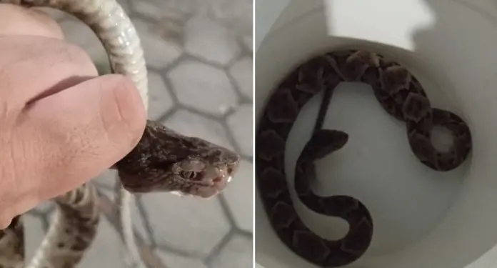 Cobra peçonhenta invade refeitório de escola em Aracruz e mobiliza Bombeiros - Foto: Rede Social