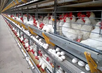 Com 4,5 bilhões de ovos ao ano, ES consolida força na avicultura - Foto: Seag