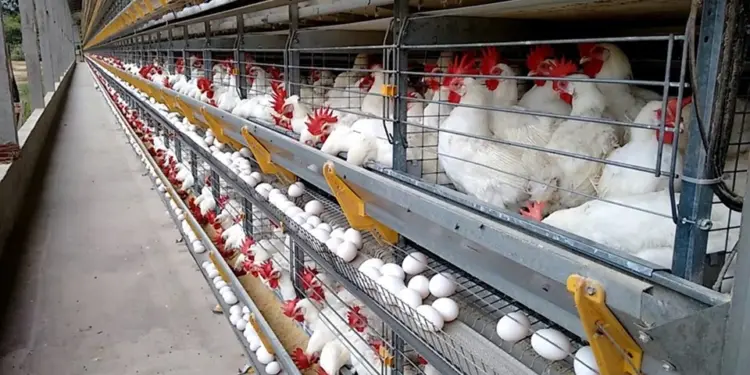 Com 4,5 bilhões de ovos ao ano, ES consolida força na avicultura - Foto: Seag