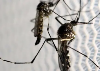 Febre Amarela: Estado de SP registra mais duas mortes e eleva alerta de vacinação