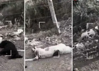 4 animais são mortos por envenenamento e geram revolta em Colatina - Foto: Rede Social