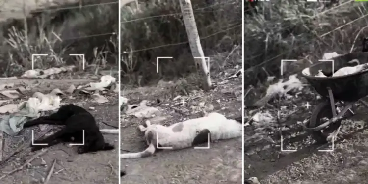 4 animais são mortos por envenenamento e geram revolta em Colatina - Foto: Rede Social
